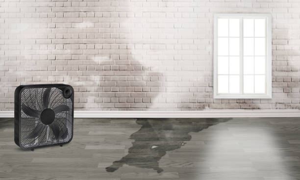 Best Local water damage restoration  in St Michael, MN